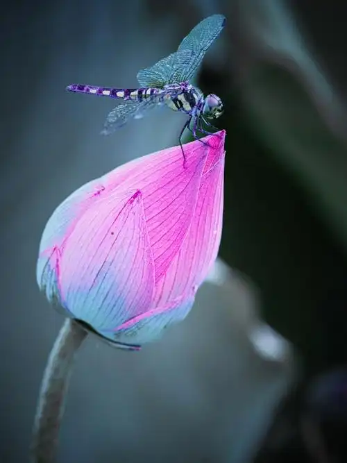 说说你喜欢什么颜色的蜻蜓