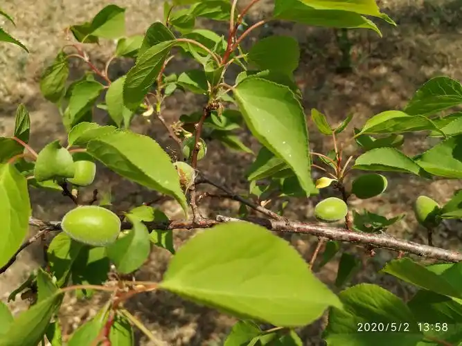 盛夏的果实(记杏树开花结果的过程)20200618