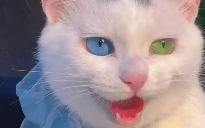 这异瞳的小猫咪颜值简直绝了太好看啦