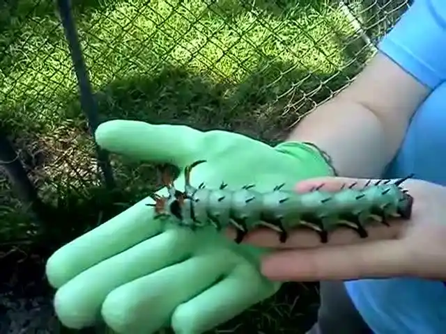 实拍世界上最大的毛毛虫