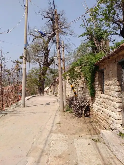 游览古村落:土泉村,观看千年流苏树开花季