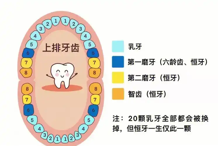 儿童换牙顺序和年龄