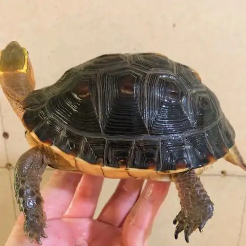 种草一波黄缘闭壳龟头像集锦2