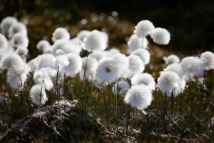 羊胡子草(甘肃野菜羊胡子)_花木网