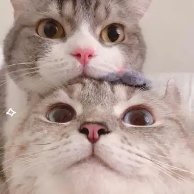 情头动物可爱一左一右高清超甜又萌又可爱的情侣头像图片