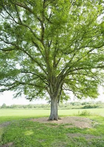 一棵大树高清图片图片素材下载(图片id:78248)_-花草树木-图片素材_