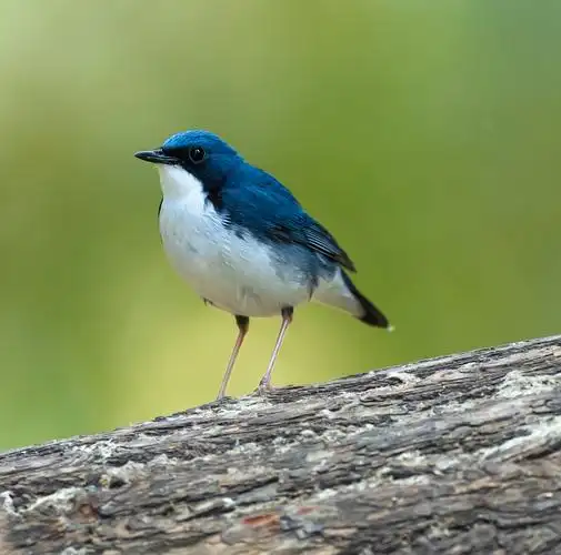 蓝歌鸲摄于北京