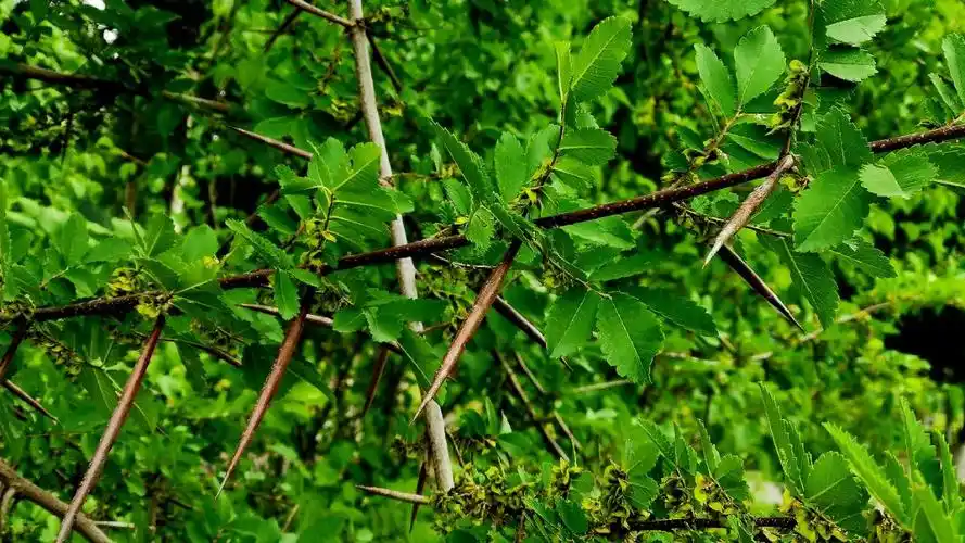 每到开春树木长出嫩叶子的时候,家里的大人就会领着孩子去采摘一些刺