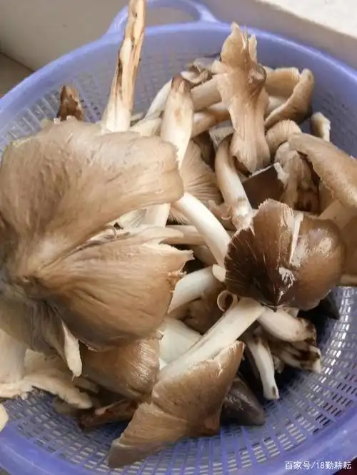 野生菌之王之鸡枞菌