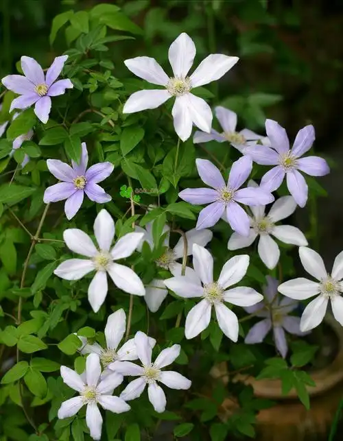 铁线莲 _ 图片网