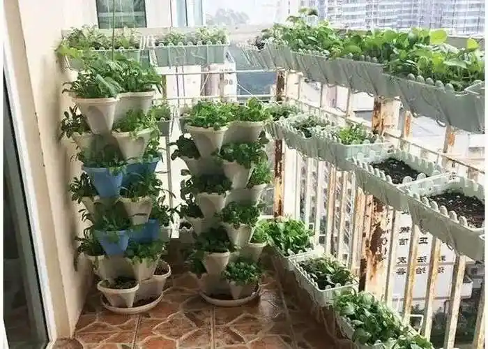 阳台种菜又一个百亿市场