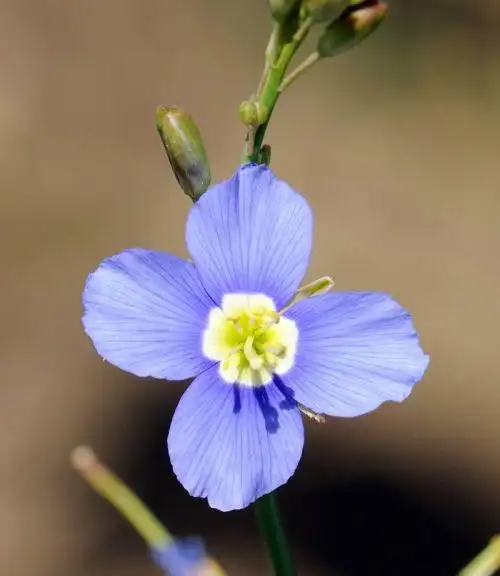 heliophila longifolia 十字花科