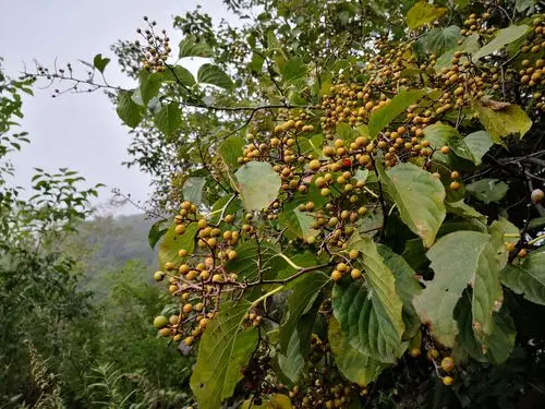 东观峪～田峪～仰天池～植物园