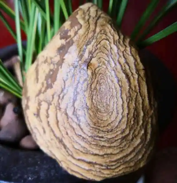 一块像凤凰的树化玉,有个老板愿出五万购买