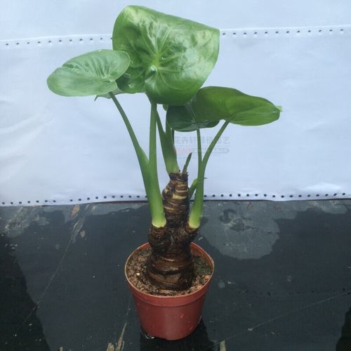 春花妙意水培大叶千手观音盆栽花小植物室内桌面盆景滴水观音千佛手