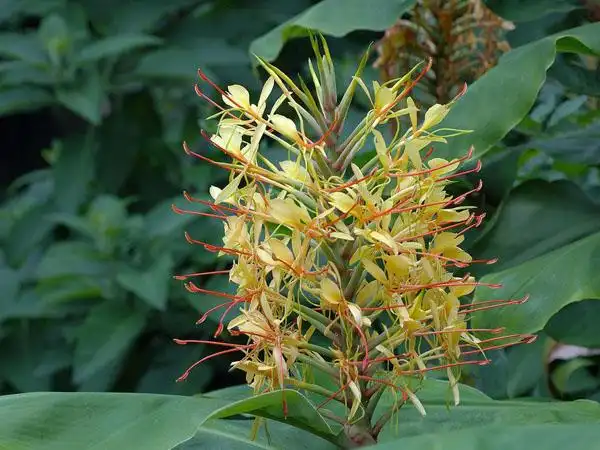 植物名称:红丝姜花别 称:绯红姜花,金姜花,阔叶