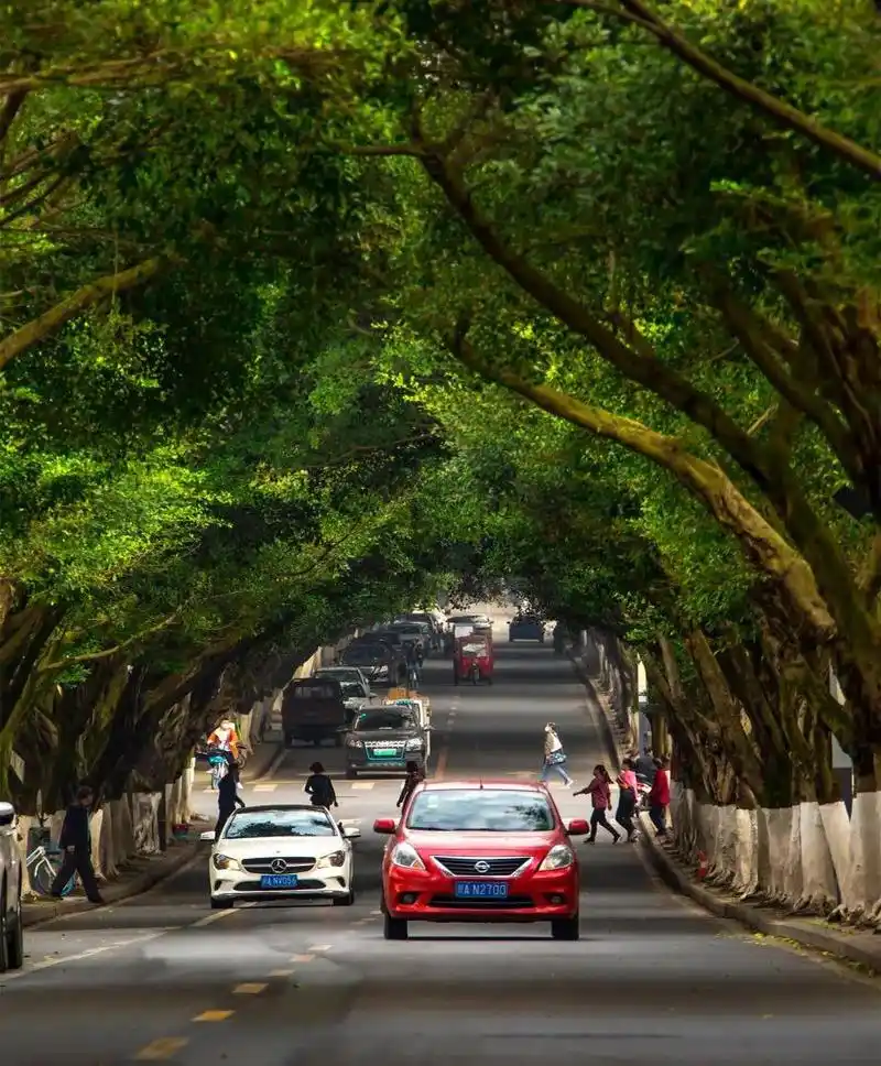 成都最美街道出炉龙泉驿她最美