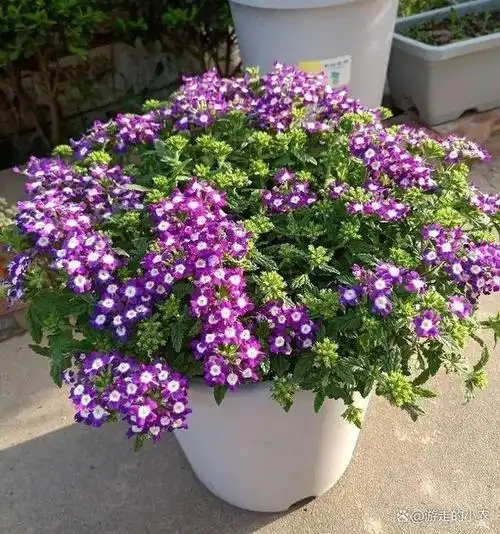 盆栽美女樱繁殖方法与养护技术措施