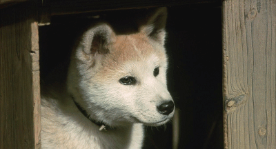 400_216gif 动态图 动图