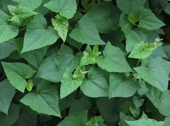 长柄野荞麦(学名:fagopyrum statice)为蓼科荞麦属下的一个种.