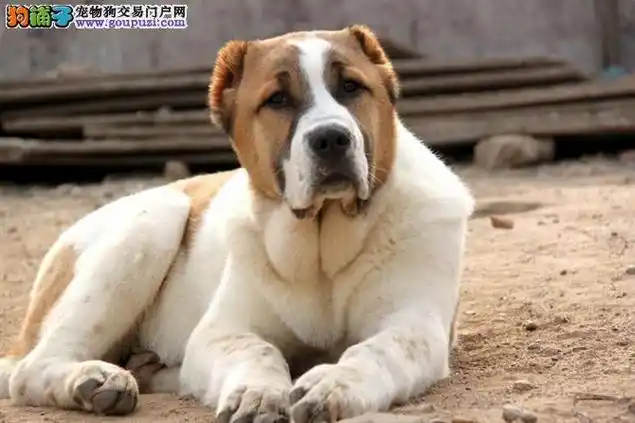 威海中亚牧羊犬价格