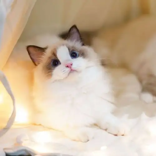 坐标广州的布偶猫舍繁育人,wechat:ayocutedolls