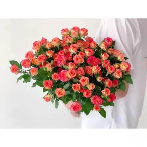 肯尼亚新品微月阳台花卉盆栽爱丽丝多头玫瑰丰花花卉