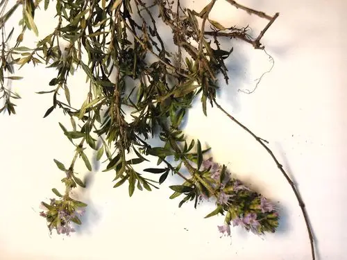 很香的一种草,是木本植物,植株矮小,香气浓烈.