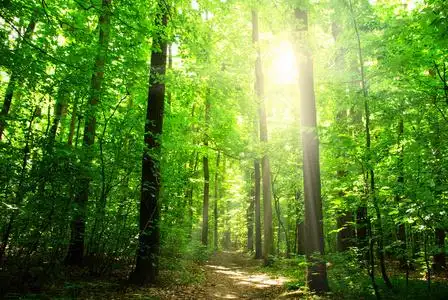 太阳在森林太阳在一片绿森林照片