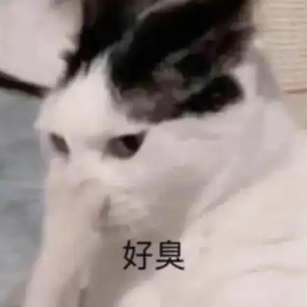 好臭(猫咪捂鼻子表情包)_鼻子_猫咪表情
