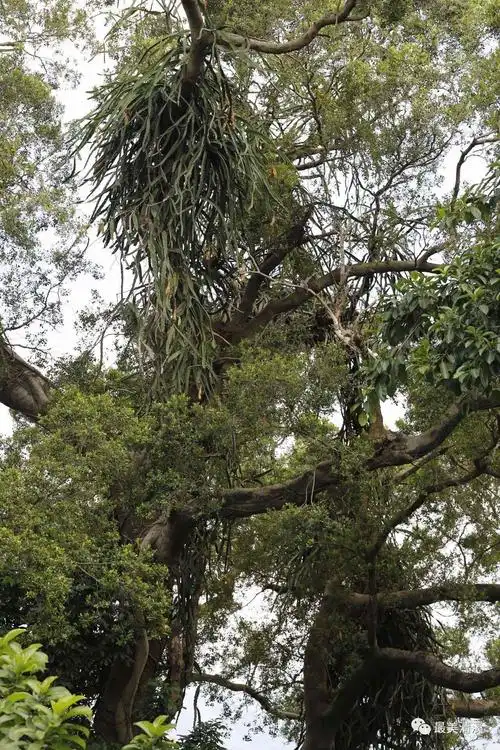 霸王花开到了20米高的大榕树上!