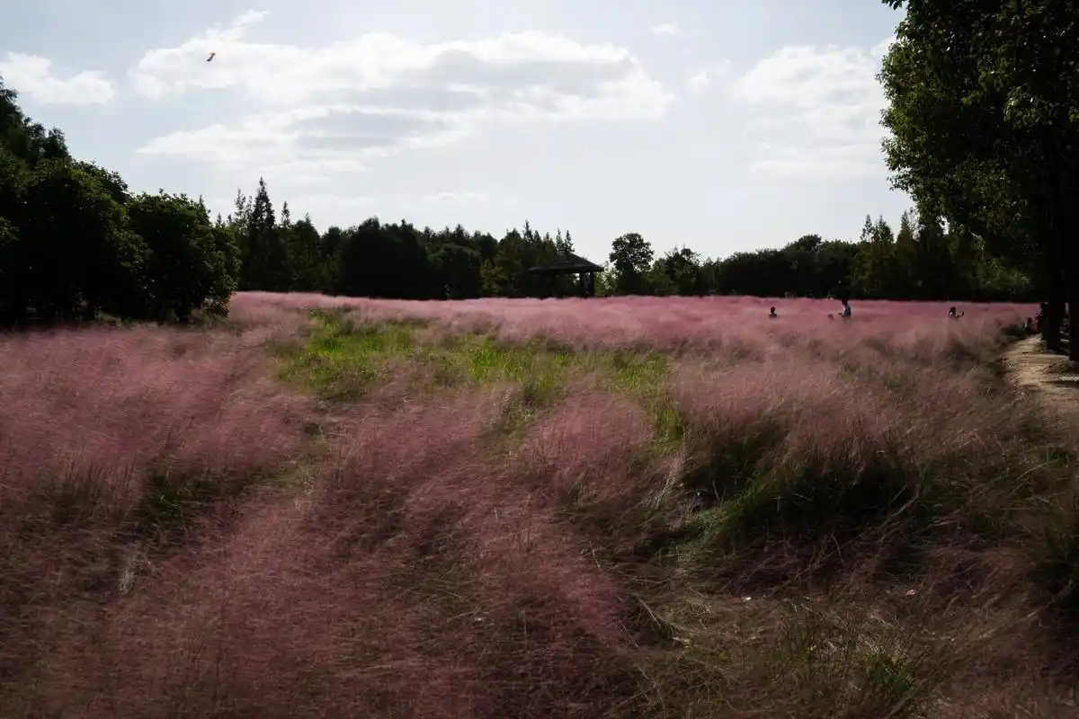 粉黛 吴江胜地生态公园