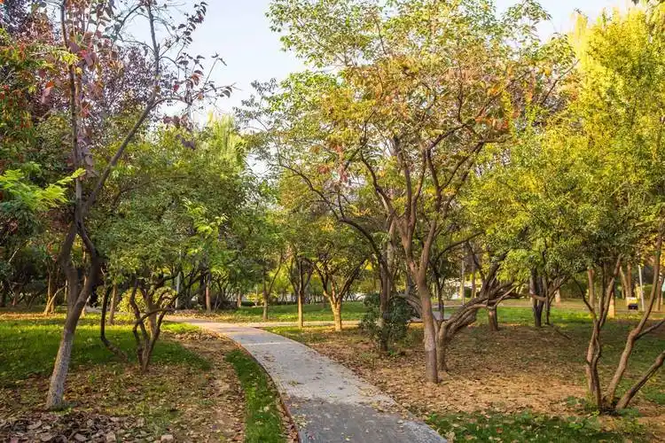 石家庄东二环有一座枫华园,秋天风景秀美,是休闲健身的好去处_公园