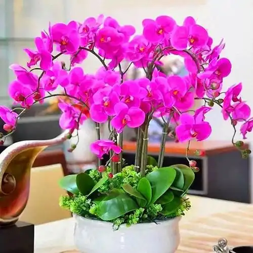 家里必养的5种盆栽,每种都超美,看多久都不会厌倦!