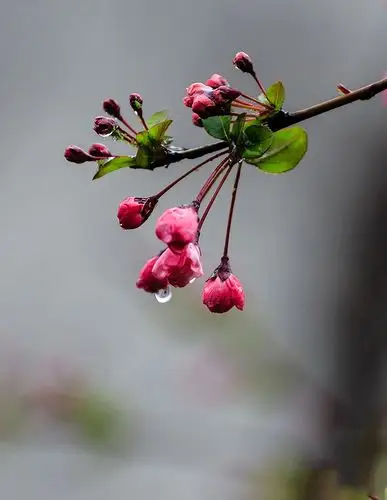 春日海棠(雨后)13p