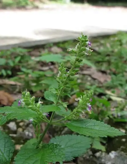 经销批发中药材茜草血见愁破血草红根草拉拉秧根