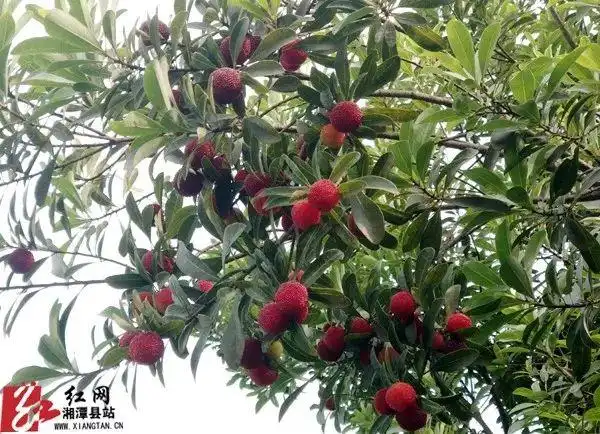 了位于该村境内的220亩乌梅林,成立了湘潭县石垅村乌梅种植专业合作社