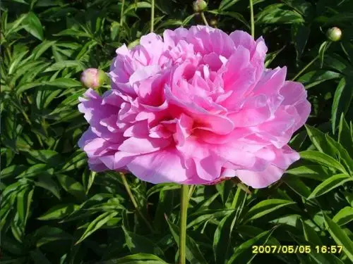 中外高杆切花芍药品种云集