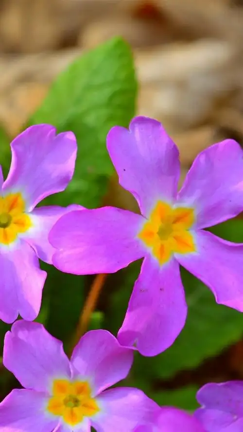 iphone 壁纸 报春花,粉红色的花朵,春天