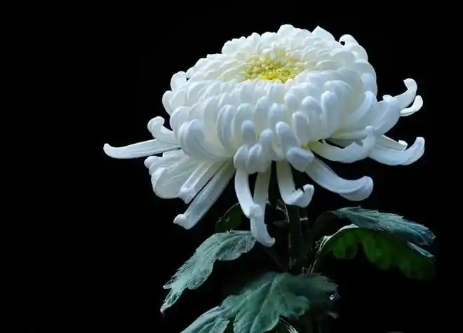 菊花图片祭奠亲人