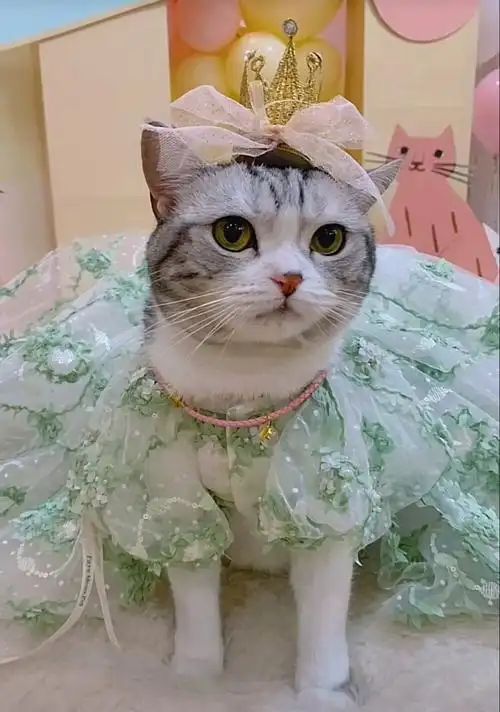 王泡芙三岁生日照片 - 高清图片,堆糖,美图壁纸兴趣社区