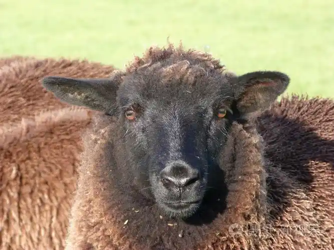 年轻的黑羊的脸照片-正版商用图片1agai3-摄图新视界