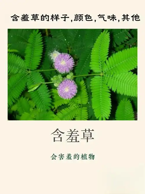 含羞草原产于南美热带地区,那里的气候温暖湿润,非常适合它生长.