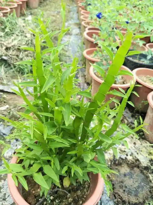 【精选现发】多年生草本盆栽飞天蜈蚣草神仙对坐草四季常绿可 小棵 不