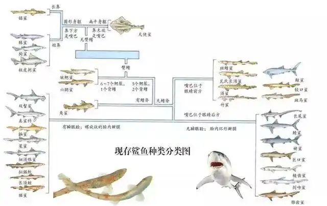 这一刻我对鲨鱼有了新的认识