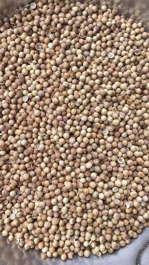 国产无硫大中小香菜籽,半粒香菜籽.