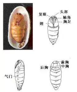 蛹的结构图