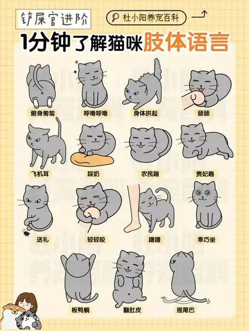 15种猫咪的动作是什么意思?92你都明白吗?