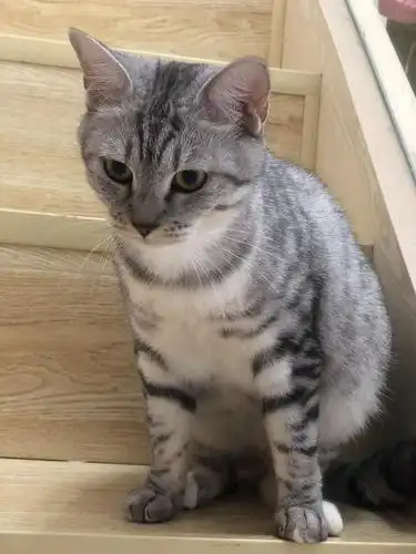 美短鱼骨纹妹妹母猫小偿求领养