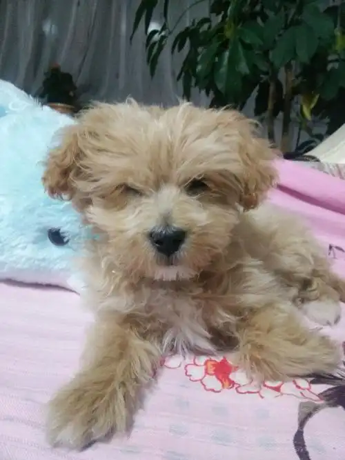 两个多月的小泰迪怎么不卷毛,是不是需要修剪一下?